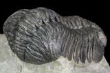 Detailed Morocops Trilobite - Beautiful Eyes #90032-5